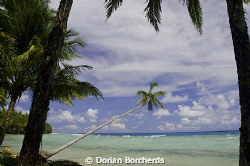 A palm over the beach at Mussau Island, P.N.G. by Dorian Borcherds 
